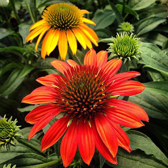 coneflower cheyenne spirit Lavocat's Family Greenhouse & Nursery