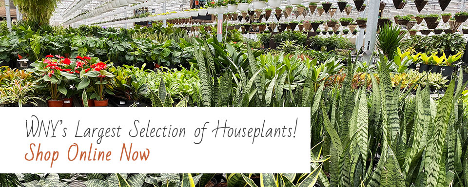 Home Lavocat S Family Greenhouse Nursery