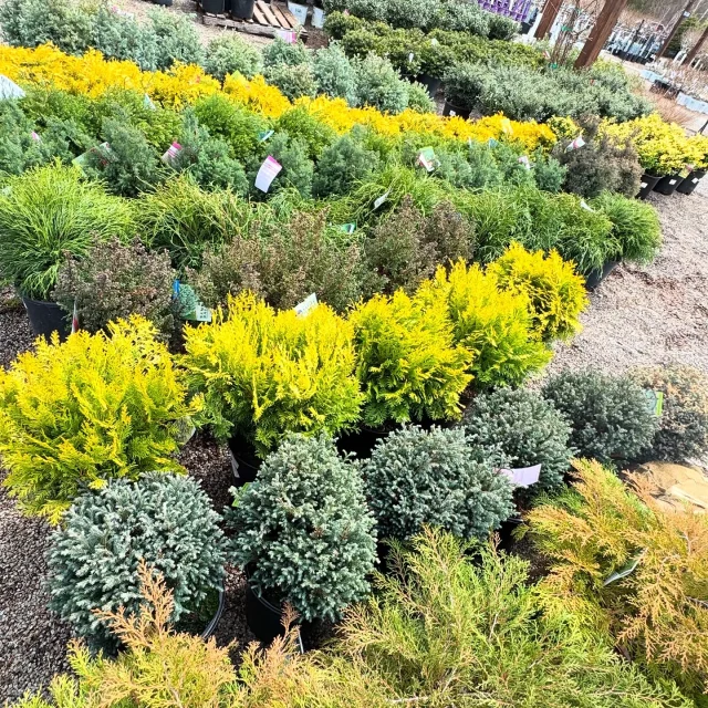 Yes, It’s Snowing… in April ❄️
But that’s not stopping us from dreaming of warmer days and fresh blooms! They're coming, we promise 😉

While we wait for the temps to climb, we’re excited to show off some fresh finds in our tree & shrub lot this season! We’ve got new varieties, bold colors, and unique textures that are sure to bring your landscape to life.

Whether you’re planning ahead or just browsing for inspiration, it’s the perfect time to explore what’s new and start envisioning your gardens!

#lavocatsfamilygreenhouse #springvibes #shrubs #landscape #landscaping #gardening #wny #716 #familyrunbusiness #smallbusiness #buffalony #gardengoals #redcedar #luckyfind #iselinursery #plantyourspace #shrubstyle #springlandscape #loveyouryard #getoutside #dirtdigging #gardenvibes